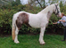 15.1/2hh 5 year old mare