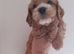 Gold cockapoo puppies