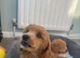 Red toy poodle puppies