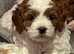 PROVEN Red and Apricot F1 Cavapoos-DNA Clear Tests