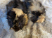 Baby Bonded Male Guinea Pigs