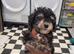 Toy Poodles X for sale