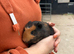 Male guinea pigs looking for their forever homes