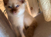 Traditional siamese 1 girl left