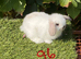 Pure bred mini lops .5 girls 3 boys .