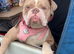 Olde English bulldog