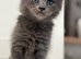 Wonderful kittens