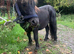 Yearling colt