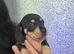 Quality Miniature Dachshunds
