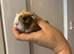 Guinea pig baby&rsquo;s