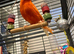 RED CANARY STUD SHOW QUALITY BIRDS