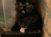 Gorgeous semi long haired tortoise shell kittens