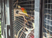 Pair of breeding love birds