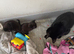 2 kittens for sale