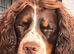 Beautiful tri colour 18mth old male for stud
