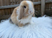 Mini lop black Harlequin VM doe remaining