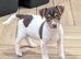 Jack Russell pups