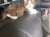 Two female kittens