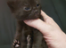 Russian blue x