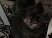 Ragdoll cross kittens