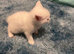 white male kitten with bobtail