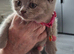 For sale British Shorthair