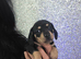 Quality Miniature Dachshunds