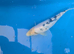 8-10 inch koi carp for sale Northamptonshire