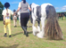 13hh piebald cob gelding