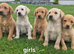 FOX red labrador retriever pups £500 ready to go