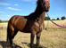 Beautiful Welsh D &times; Filly to make 14.1