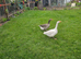 i have geese