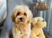 Last Exquisite Esponjoso Royal maltipoo Boy