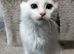 Ragdoll kitten