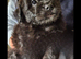 FRENCH BULLDOG X POODLE