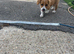 Jack Russell short legged boy puppy