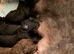 Bedlington Whippet Puppies