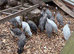 Guinea Fowl