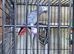 Breeding female