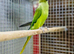 Ring neck parrot