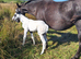 Fewspot colt foal Aphc reg