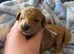 Beautiful Litter of 7 F1B Cavapoo puppies