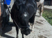 Mare  14hh