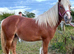 Stunning Traditional Cob Mare