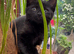 British shorthair kittens black