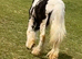 1 year old may gon under 10 hands Minnie filly