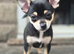 Beautiful Chihuahua