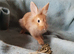 Lionhead male rabbit
