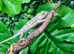 Red Bar Female Panther Chameleon at Birmingham Reptiles