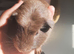 Guinea pigs and skinny pigs available.